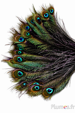 Pfau blau Schwert - 25-35 cm - schwarz